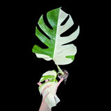 Variegated Monstera Albo Plant - Rare Indoor White Monstera Albo Borsigiana Plant - Albo Monstera - Rare Houseplant - US Seller -Similar Pot