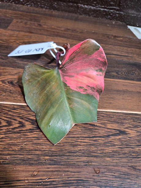 Variegated Philodendron Strawberry Shake Cutting - Rare Collector Starter Plant - Low Light Indoor Plant - Live Plant - US Seller