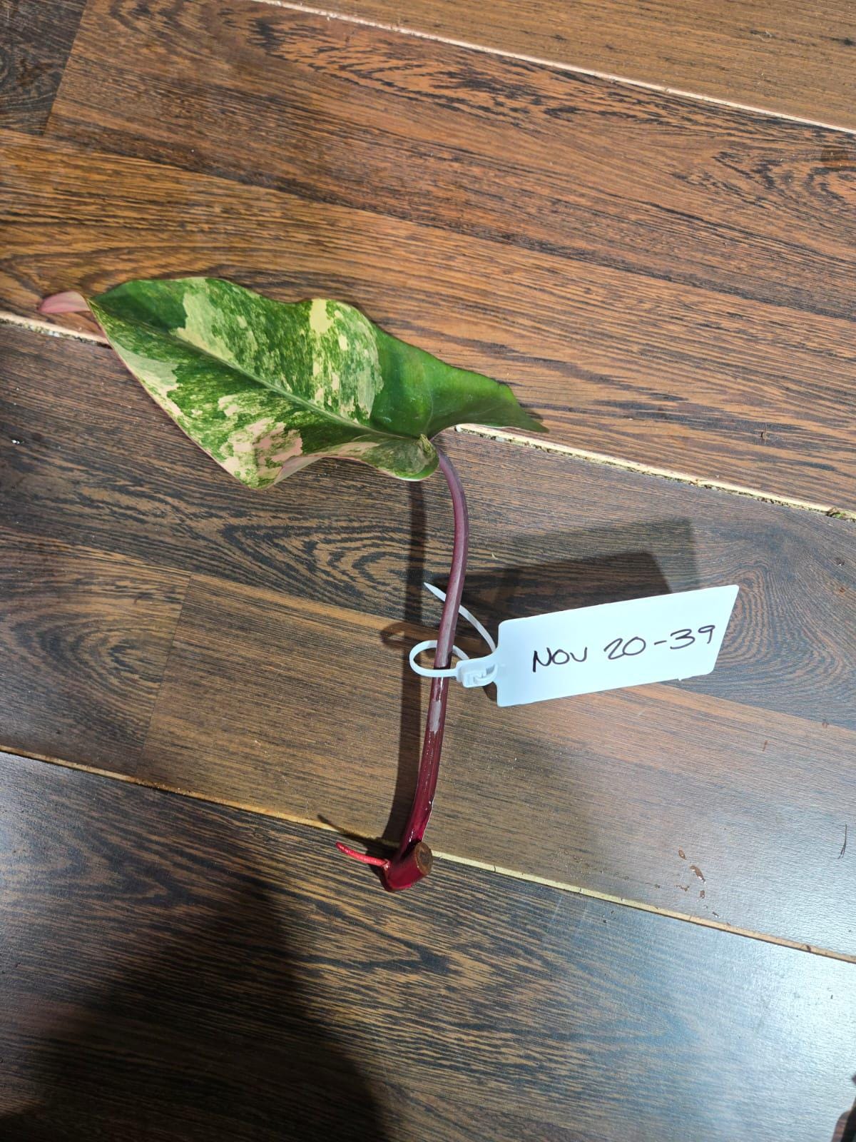 Variegated Philodendron Strawberry Shake Cutting - Rare Collector Starter Plant - Low Light Indoor Plant - Exact SAME Cutting - US Seller