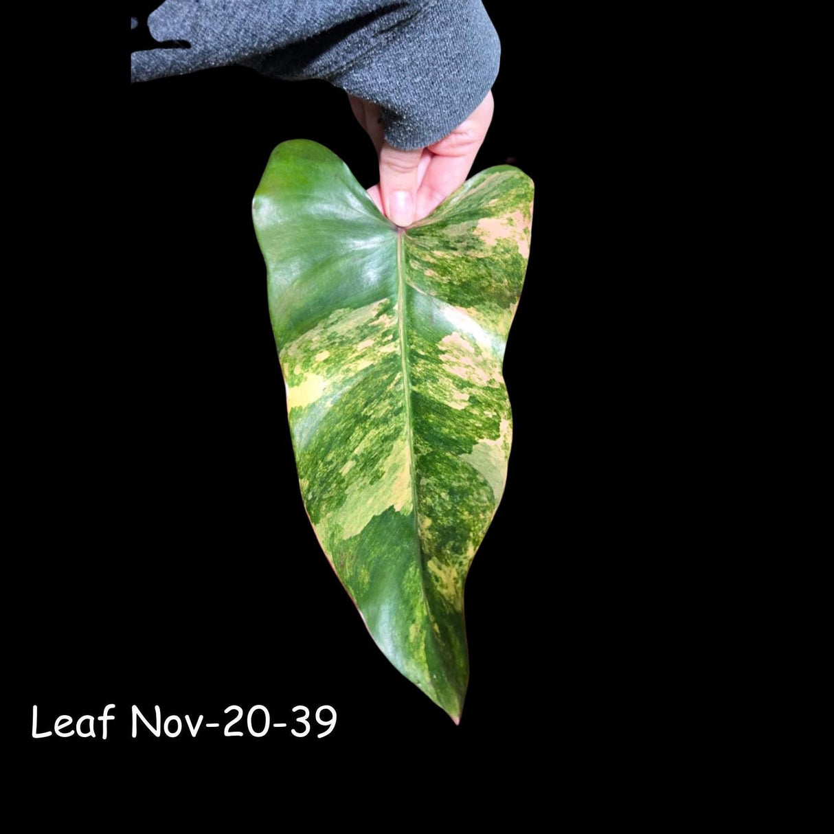 Variegated Philodendron Strawberry Shake Cutting - Rare Collector Starter Plant - Low Light Indoor Plant - Exact SAME Cutting - US Seller