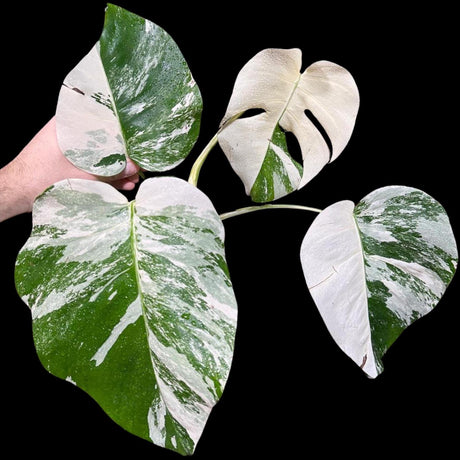 Variegated Monstera Albo Plant - Rare Indoor White Monstera Albo Borsigiana Plant - Albo Monstera - Rare Houseplant - US Seller