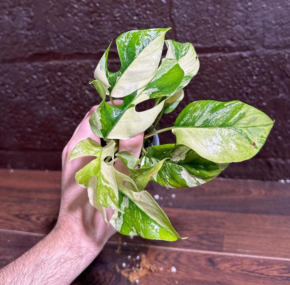 Rare Variegated Rhaphidophora Tetrasperma Albo in a Nursery Pot - Rare Mini Tetrasperma - SAME Potted Plant as images - US Seller