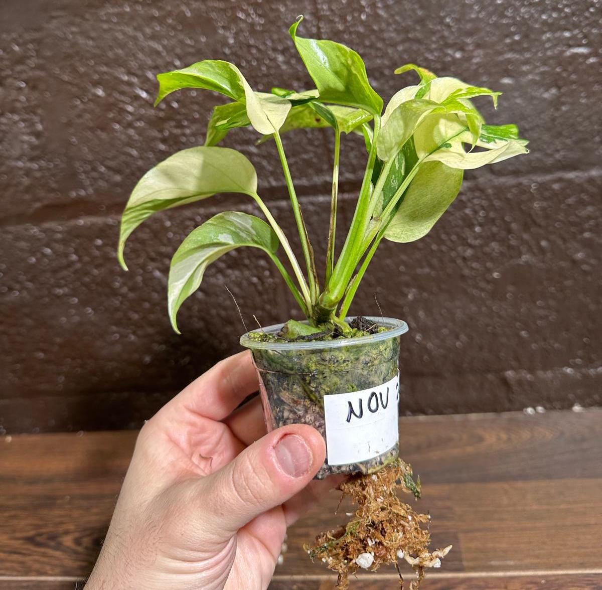 Rare Variegated Rhaphidophora Tetrasperma Albo in a Nursery Pot - Rare Mini Tetrasperma - SAME Potted Plant as images - US Seller