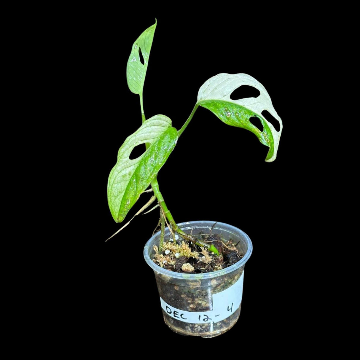High Variegated White Monstera Adansonii Albo in a Nursery Pot - Swiss Cheese Potted Plant- SAME pot as Image - US Seller