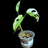 High Variegated White Monstera Adansonii Albo in a Nursery Pot - Swiss Cheese Potted Plant- SAME pot as Image - US Seller