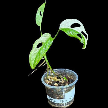 High Variegated White Monstera Adansonii Albo in a Nursery Pot - Swiss Cheese Potted Plant- SAME pot as Image - US Seller