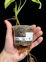 High Variegated White Monstera Adansonii Albo in a Nursery Pot - Swiss Cheese Potted Plant- SAME pot as Image - US Seller