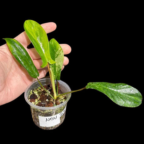 Variegated Philodendron Bipennifolium in a Nursery Pot - Philodendron Bipennifolium Single Leaf Plant - Exact SAME Plant - US Seller