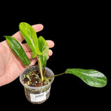 Variegated Philodendron Bipennifolium in a Nursery Pot - Philodendron Bipennifolium Single Leaf Plant - Exact SAME Plant - US Seller