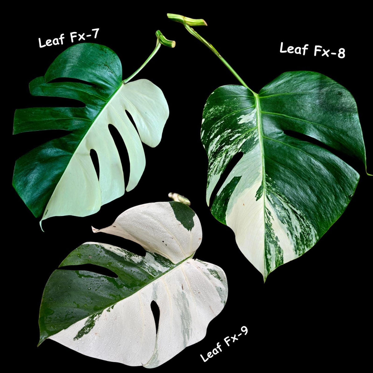 Monstera Albo - Rare Variegated Monstera Borsigiana Albo - USA seller