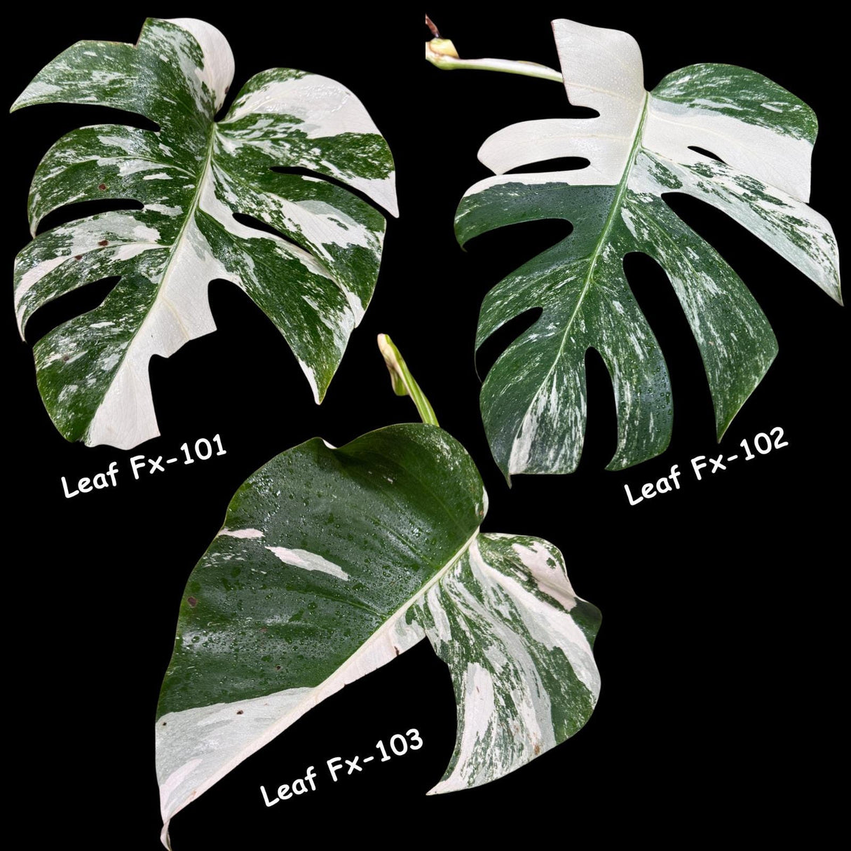 Monstera Albo - Rare Variegated Monstera Borsigiana Albo - USA seller