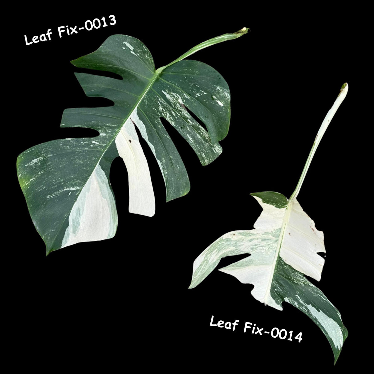 Monstera Albo - Rare Variegated Monstera Borsigiana Albo - USA seller