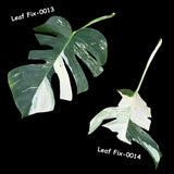 Monstera Albo - Rare Variegated Monstera Borsigiana Albo - USA seller