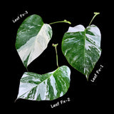 Monstera Albo - Rare Variegated Monstera Borsigiana Albo - USA seller
