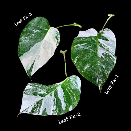 Monstera Albo - Rare Variegated Monstera Borsigiana Albo - USA seller