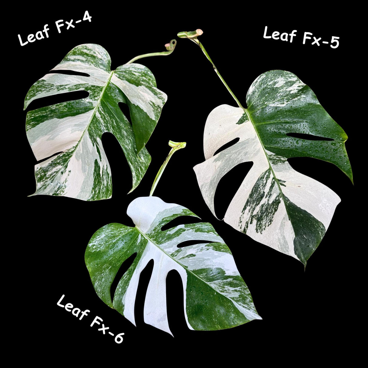 Monstera Albo - Rare Variegated Monstera Borsigiana Albo - USA seller