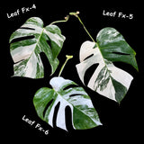 Monstera Albo - Rare Variegated Monstera Borsigiana Albo - USA seller