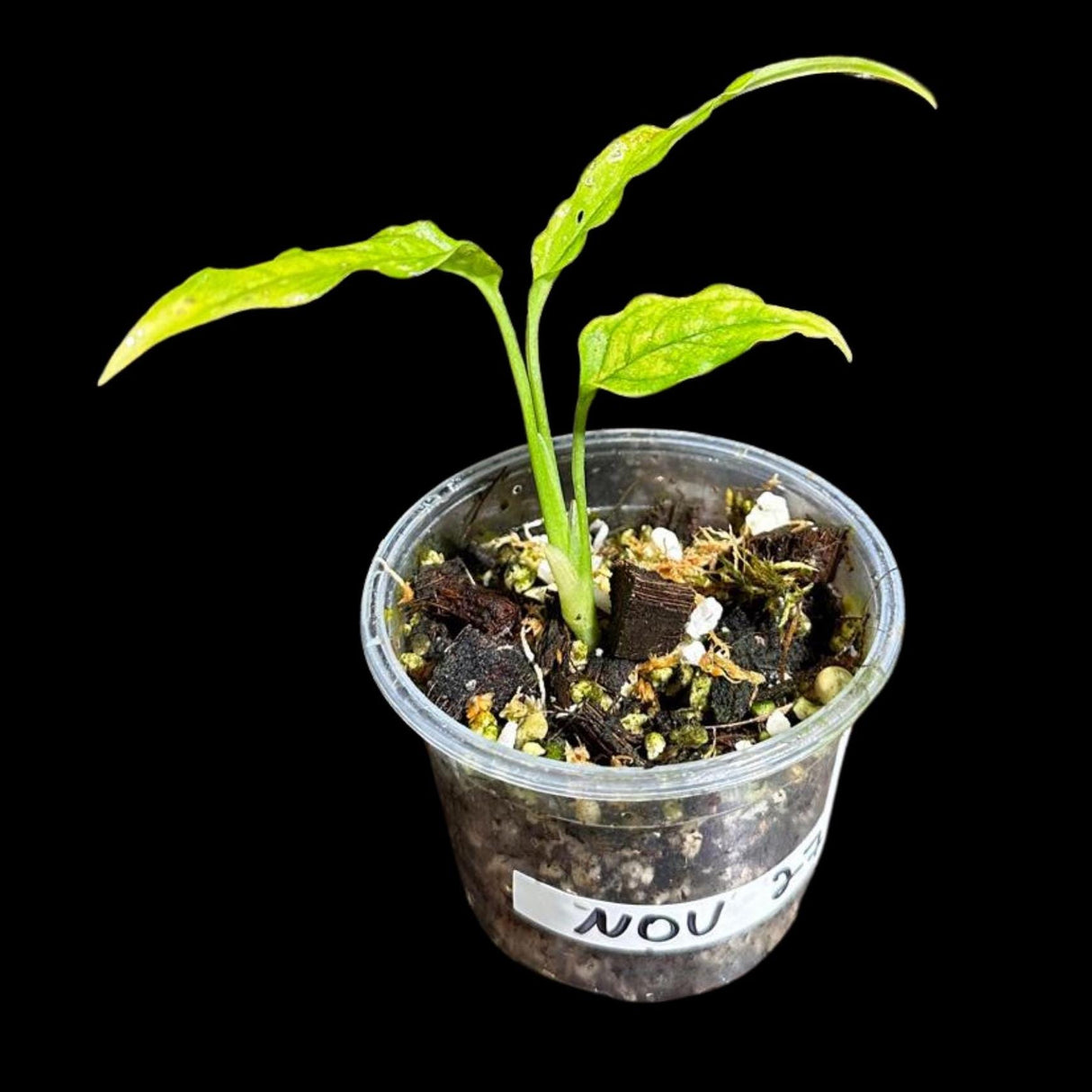RARE Monstera Obliqua Peru Large Single Leaf Plant in a Nursery Pot | Live Rare Houseplants | SAME Pot as images | US Seller