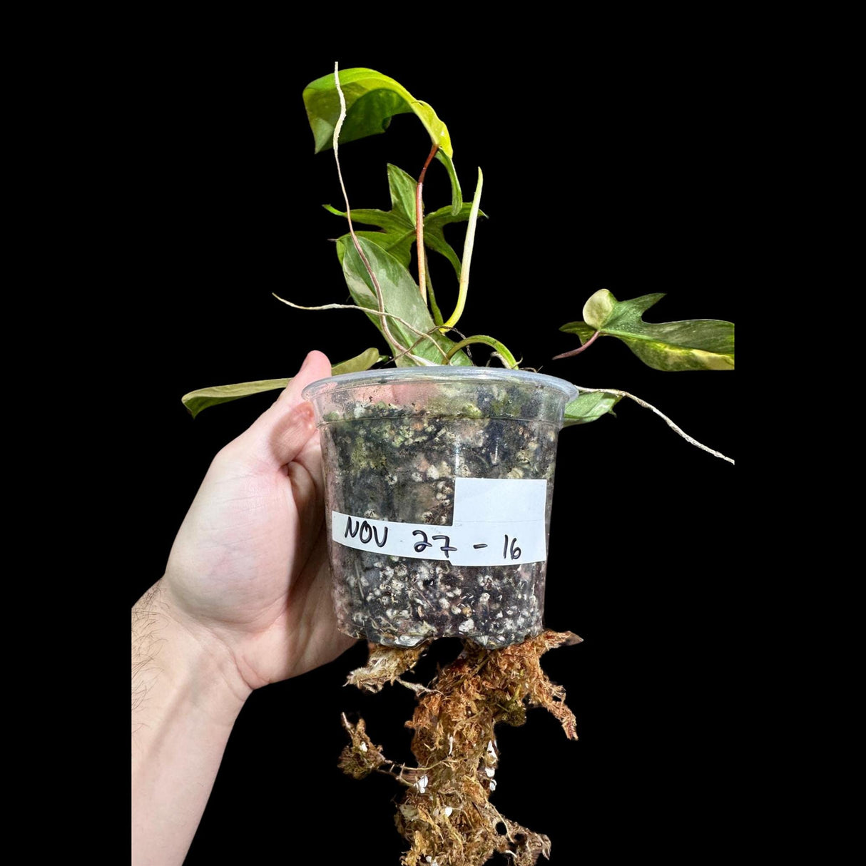 High Variegated Philodendron Bipennifolium in a Nursery Pot - Philodendron Bipennifolium Single Leaf Plant