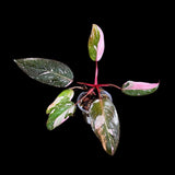 Philodendron Pink Princess in a Nursery Pot - Philodendron Pink Princess Galaxy Plant - Indoor Houseplant - SAME PLANT as the Images