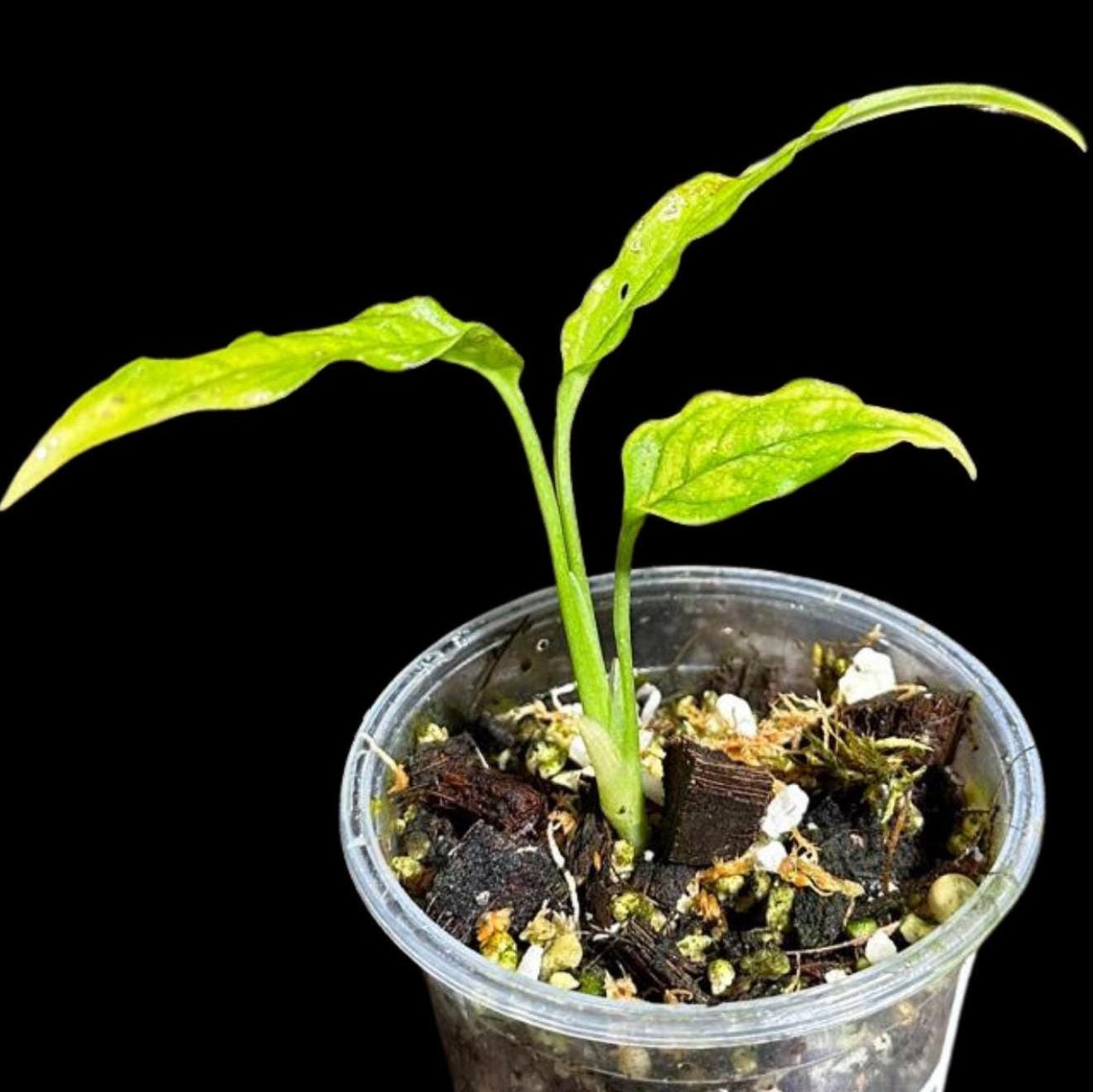 RARE Monstera Obliqua Peru Large Single Leaf Plant in a Nursery Pot | Live Rare Houseplants | SAME Pot as images | US Seller