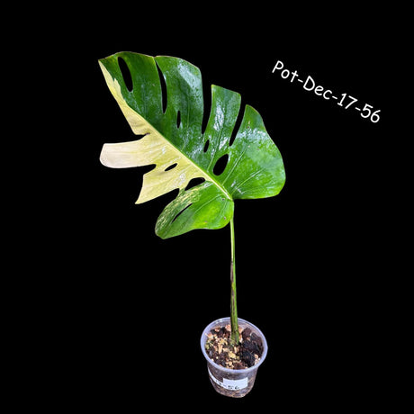 Variegated Monstera Aurea Borsigiana - Monstera Aurea Variegata - Monstera Marmota - SAME PLANT as images