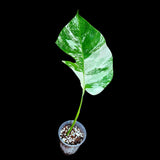 Variegated Monstera Albo Plant - Rare Indoor White Monstera Albo Borsigiana Plant - Albo Single Leaf Plant - Rare Houseplant -EXACT Plant