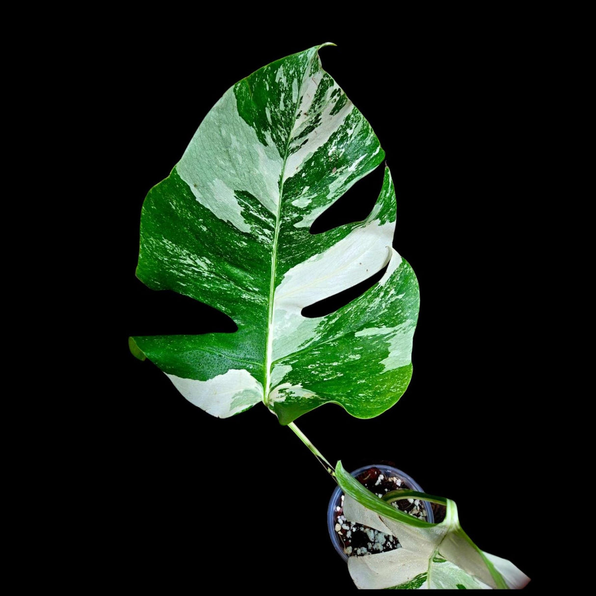 Variegated Monstera Albo Plant - Rare Indoor White Monstera Albo Borsigiana Plant - Monstera Albo - Rare Houseplant -EXACT Plant