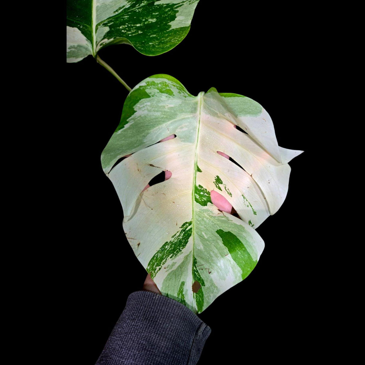 Variegated Monstera Albo Plant - Rare Indoor White Monstera Albo Borsigiana Plant - Monstera Albo - Rare Houseplant -EXACT Plant