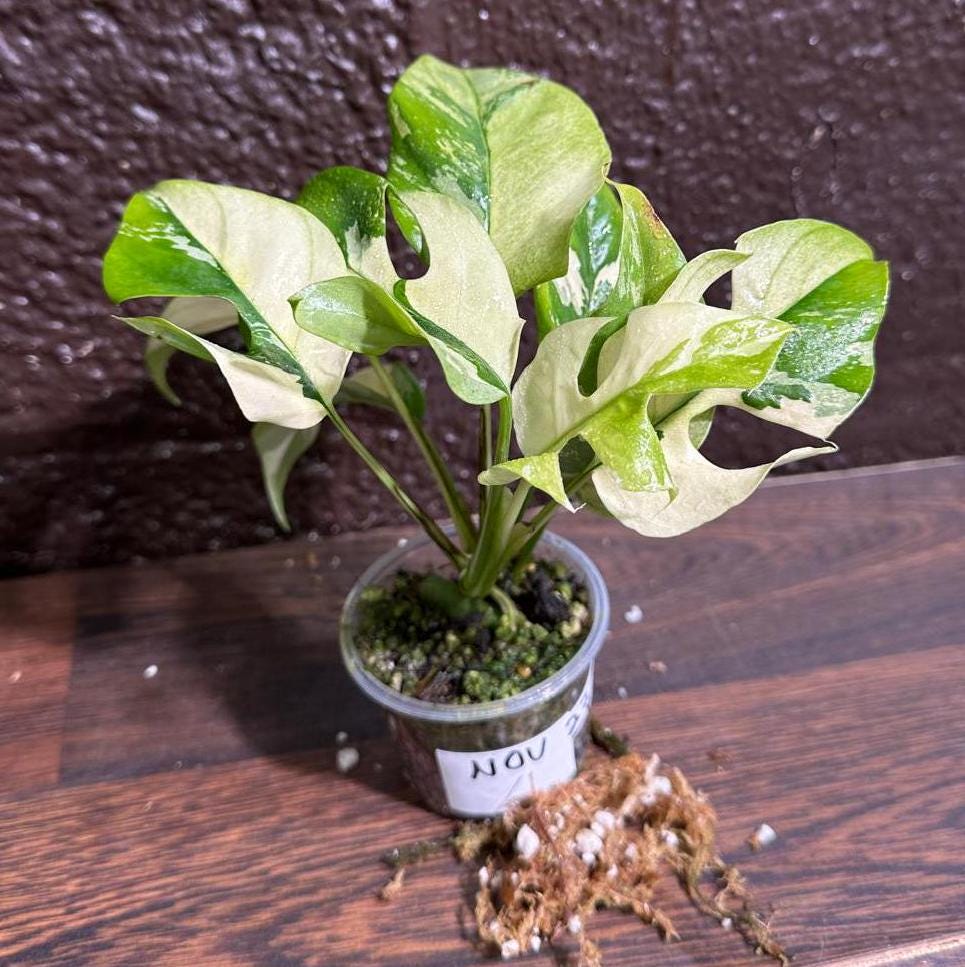 Rare Variegated Rhaphidophora Tetrasperma Albo in a Nursery Pot - Rare Mini Tetrasperma - SAME Potted Plant as images - US Seller