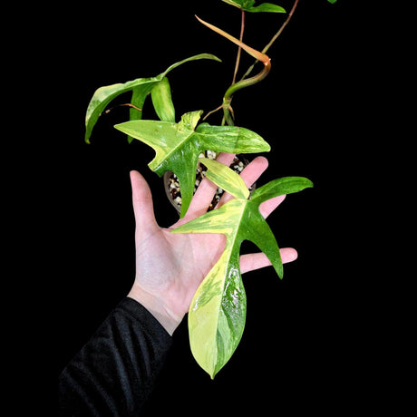 Variegated Philodendron Florida Beauty in a Nursery Pot-Extremely Rare Variegated Live Plant - Florida Beauty Indoor Plant - US Seller