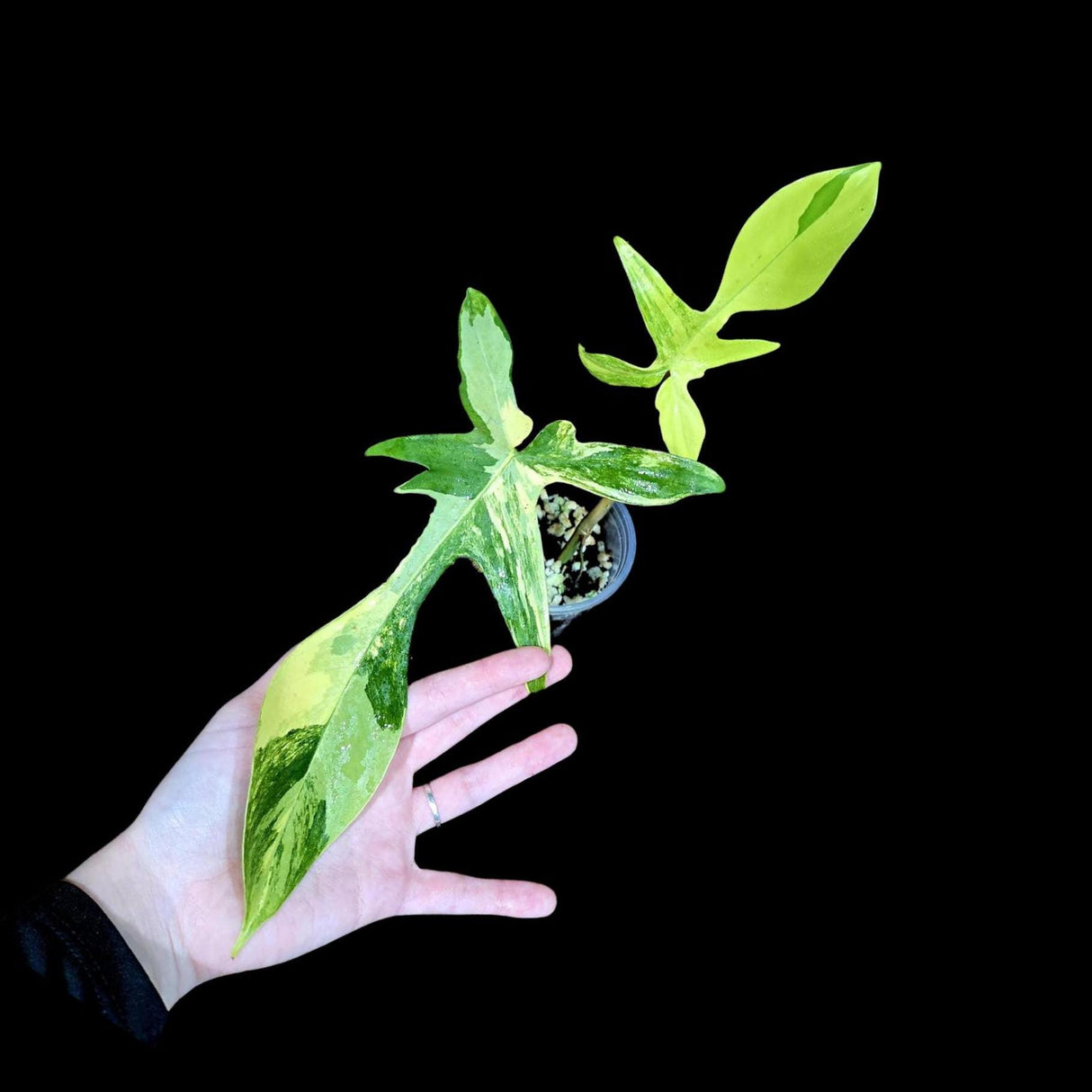 Variegated Philodendron Florida Beauty in a Nursery Pot-Extremely Rare Variegated Live Plant - Florida Beauty Two Leaf Plant - US Seller