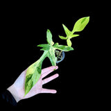 Variegated Philodendron Florida Beauty in a Nursery Pot-Extremely Rare Variegated Live Plant - Florida Beauty Two Leaf Plant - US Seller