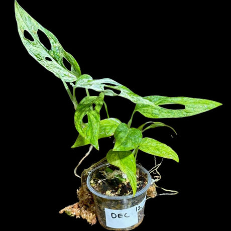 High Variegated White Monstera Adansonii Aurea in a Nursery Pot - Swiss Cheese Potted Plant- SAME pot as Image - US Seller