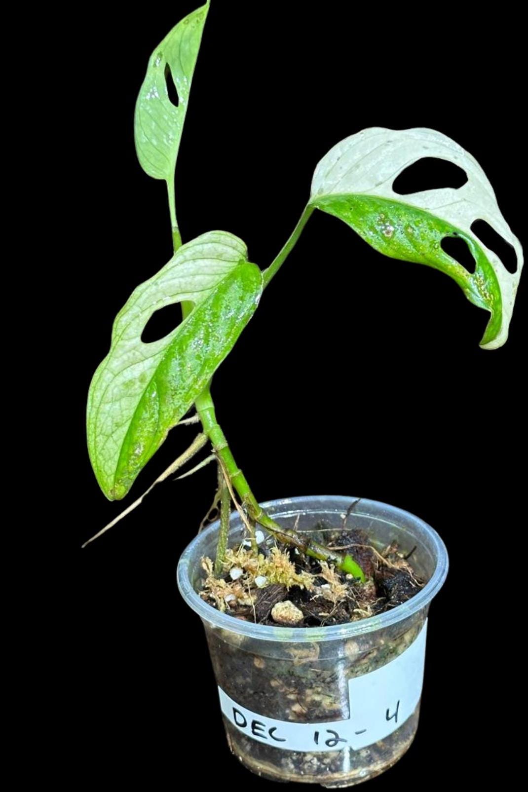 High Variegated White Monstera Adansonii Albo in a Nursery Pot - Swiss Cheese Potted Plant- SAME pot as Image - US Seller
