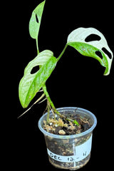 High Variegated White Monstera Adansonii Albo in a Nursery Pot - Swiss Cheese Potted Plant- SAME pot as Image - US Seller