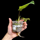 Variegated Philodendron Bipennifolium in a Nursery Pot - Philodendron Bipennifolium Single Leaf Plant - Exact SAME Plant - US Seller