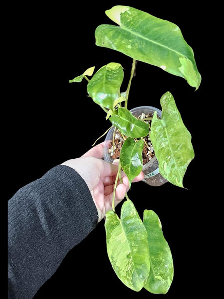 Variegated Burle Marx Philodendron Plant in a Nursery Pot - Indoor & Outdoor Live Tropical House plant - SAME Potted Plant as Image