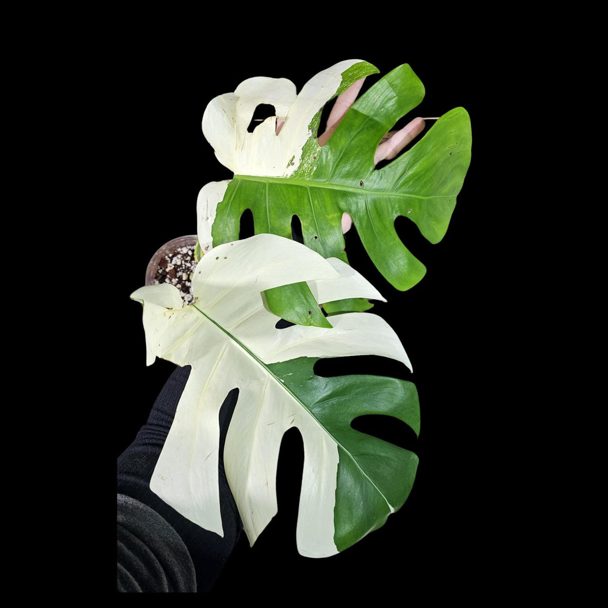 Variegated Monstera Albo Plant - Rare Indoor White Monstera Albo Borsigiana Plant - Albo Monstera - US Seller - Rare Houseplant -EXACT Plant