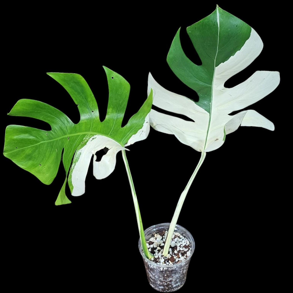 Variegated Monstera Albo Plant - Rare Indoor White Monstera Albo Borsigiana Plant - Albo Monstera - US Seller - Rare Houseplant -EXACT Plant