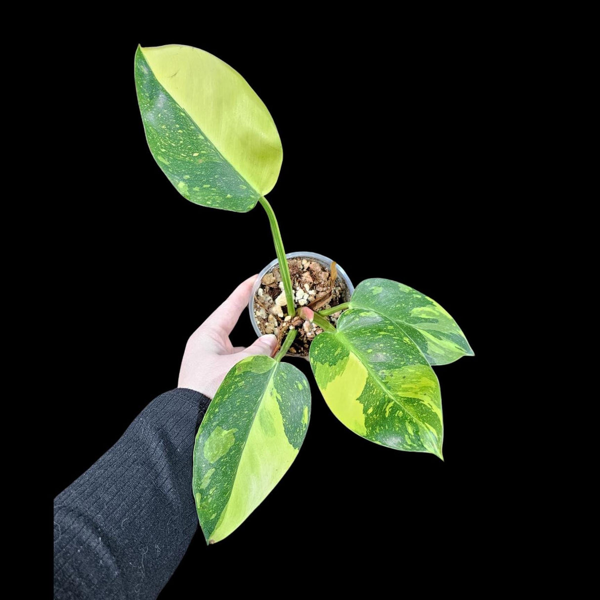 Philodendron Green Congo Hybrid Variegated Live Large Vibrant Pant - Green Congo Nuclear ! Same Plant