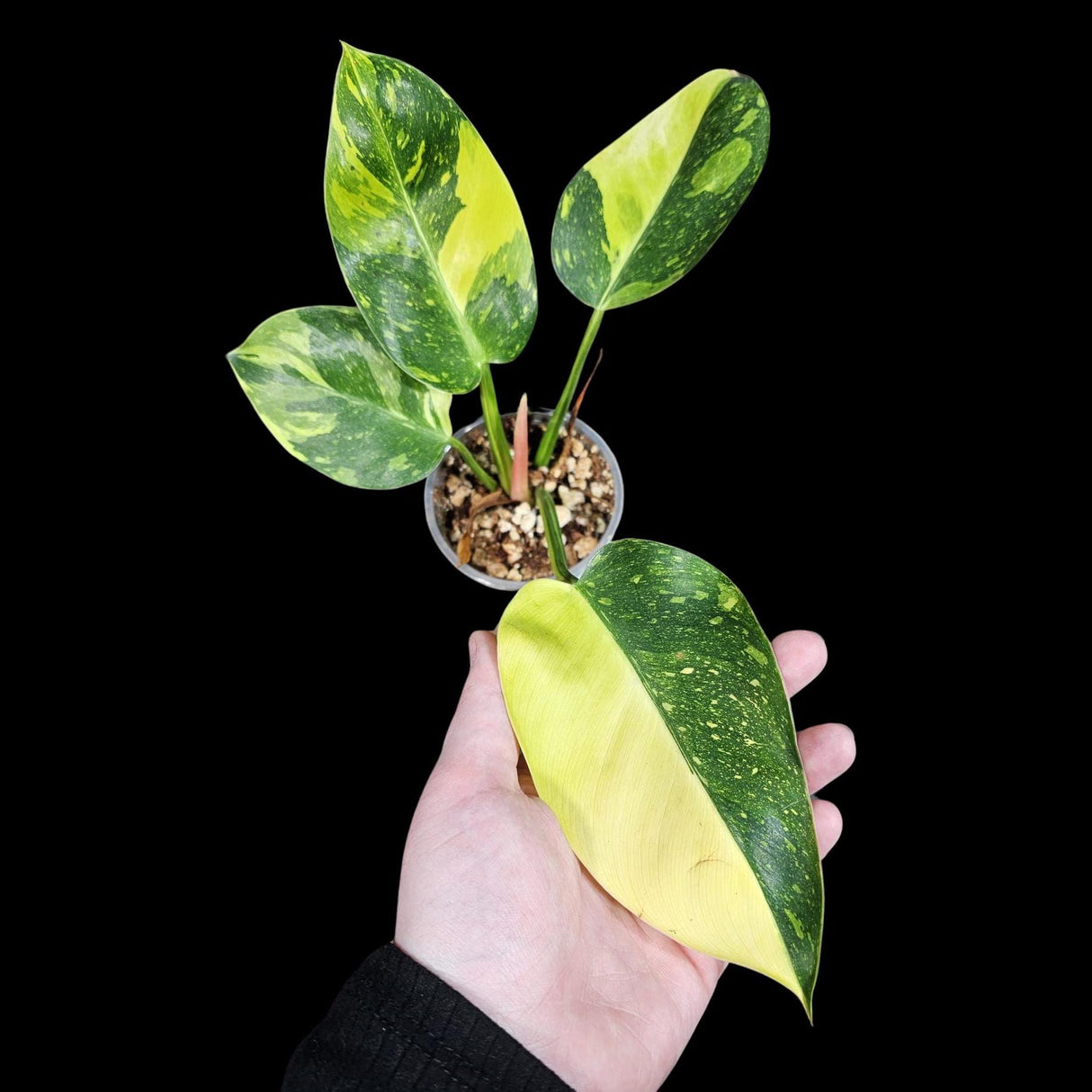 Philodendron Green Congo Hybrid Variegated Live Large Vibrant Pant - Green Congo Nuclear ! Same Plant