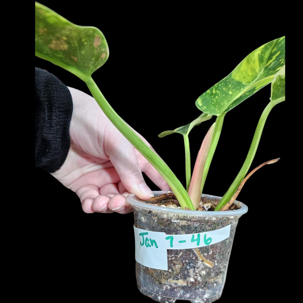 Philodendron Green Congo Hybrid Variegated Live Large Vibrant Pant - Green Congo Nuclear ! Same Plant