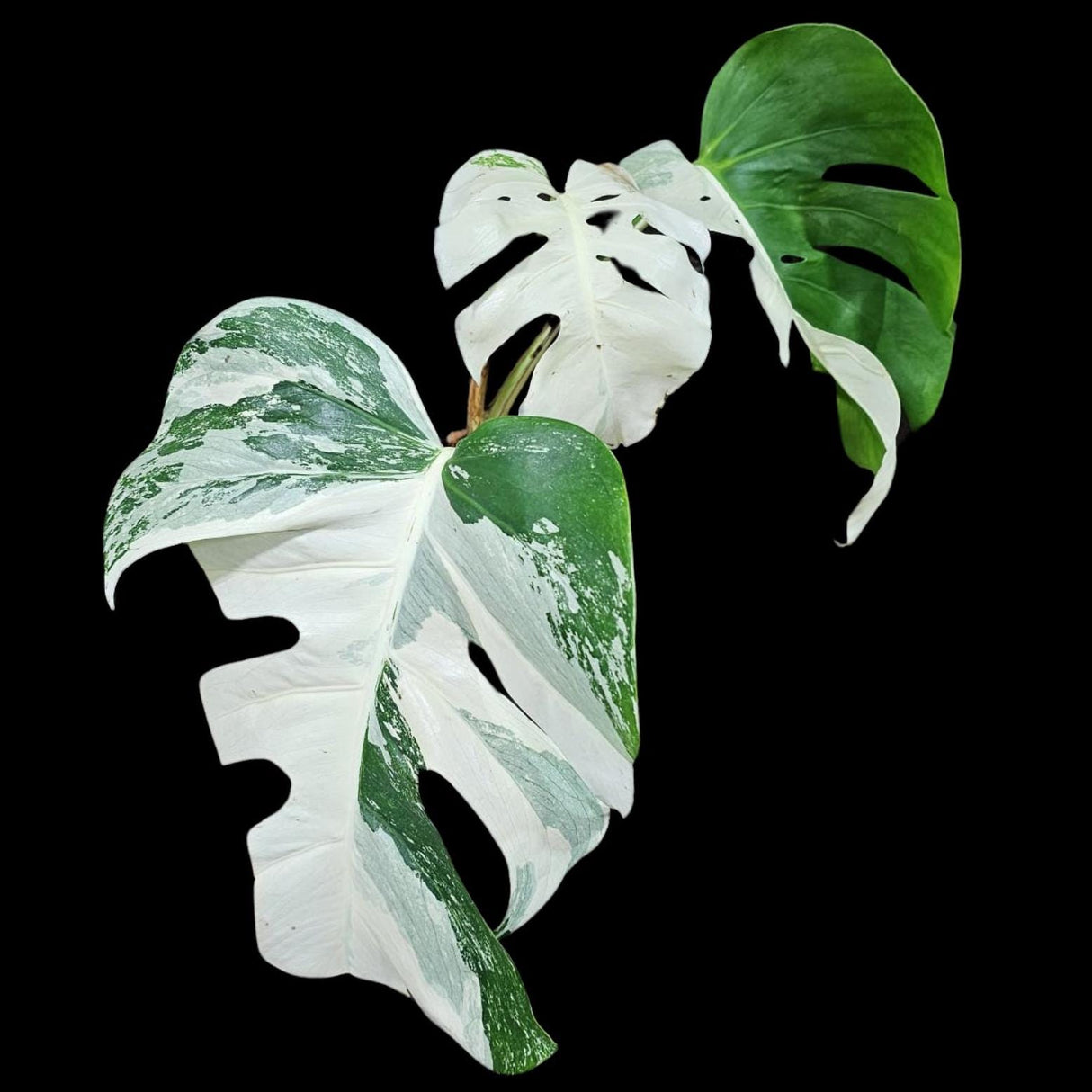Variegated Monstera Albo Plant - Rare Indoor White Monstera Albo Borsigiana Plant - Albo Monstera - US Seller - Rare Houseplant -EXACT Plant