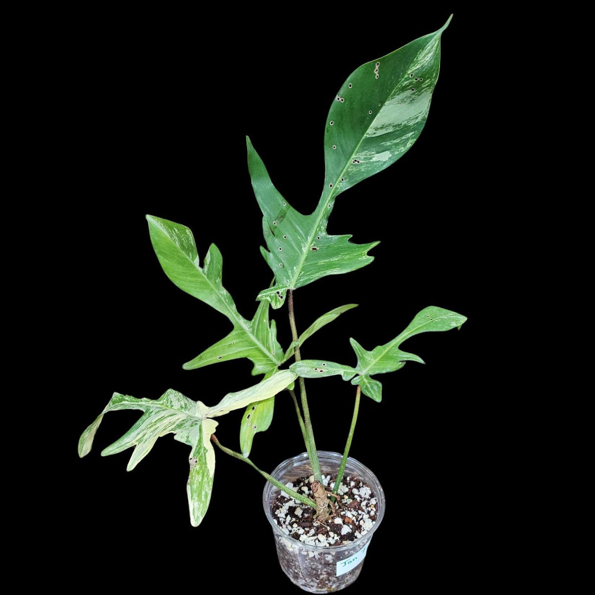 Variegated Philodendron Florida Beauty in a Nursery Pot-Extremely Rare Variegated Live Plant - Florida Beauty Rare Indoor Plant - US Seller