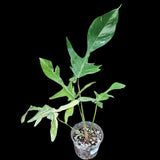 Variegated Philodendron Florida Beauty in a Nursery Pot-Extremely Rare Variegated Live Plant - Florida Beauty Rare Indoor Plant - US Seller