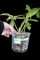 Variegated Philodendron Florida Beauty in a Nursery Pot-Extremely Rare Variegated Live Plant - Florida Beauty Rare Indoor Plant - US Seller