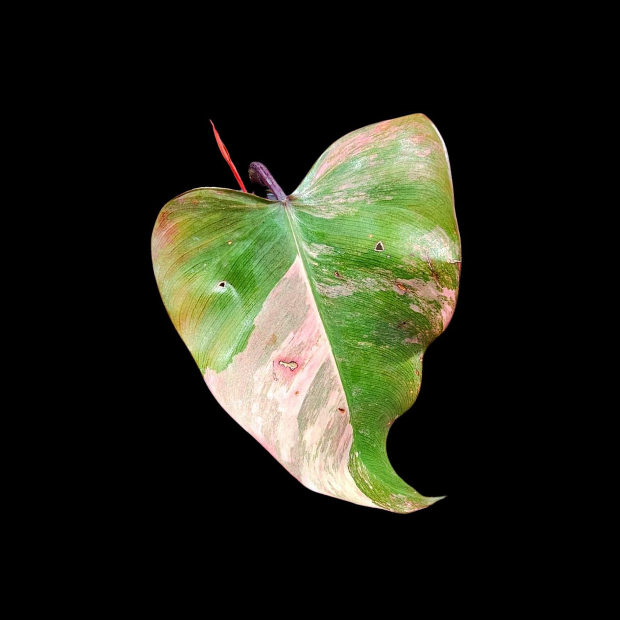 Variegated Philodendron Strawberry Shake in a Nursery Pot - Large Strawberry Shake RARE collector plant - US seller