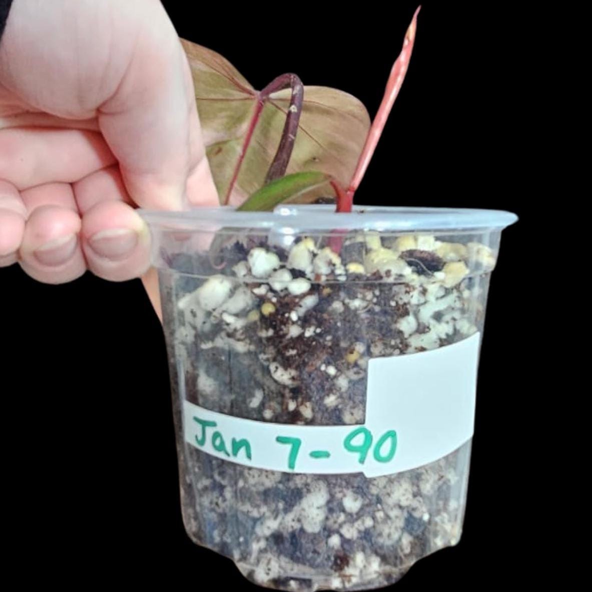Variegated Philodendron Strawberry Shake in a Nursery Pot - Large Strawberry Shake RARE collector plant - US seller