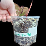 Variegated Philodendron Strawberry Shake in a Nursery Pot - Large Strawberry Shake RARE collector plant - US seller